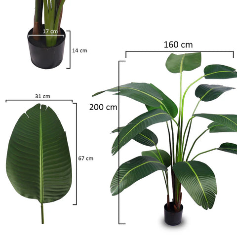 Palm Plant + Banana Plant Buy Together