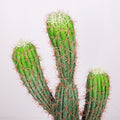 Realistic Artificial Cactus