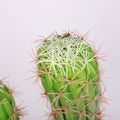 Artificial Succulent Cactus for Modern Spaces