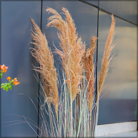 Large Pampas Grass for Sale - Perfect for Home Decor