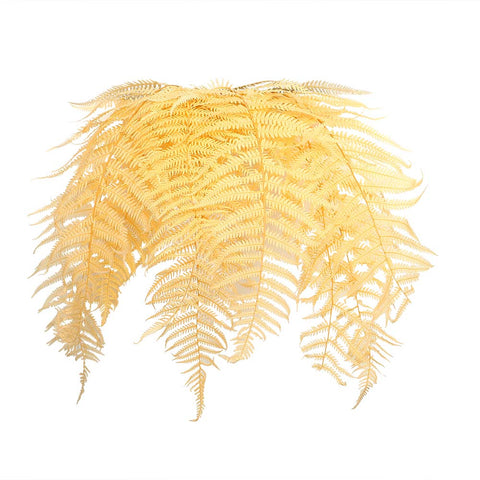 Dried Plant Champagne Fern Leaves- 2 Bunch