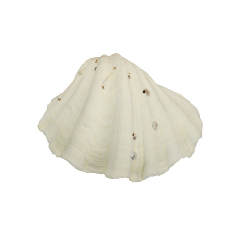 1 KG Natural Sea Shell-Shell-B