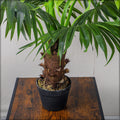 Low maintenance palm plants for decoration in modern spaces