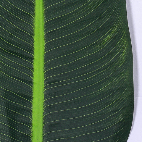 Decorative banana leaf plant