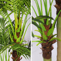 Low maintenance indoor palms