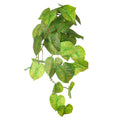 Hanging Syngonium leaves arrangement