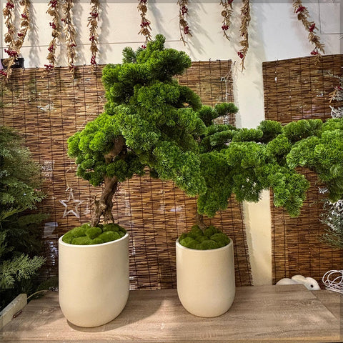 Bonsai Plant Making