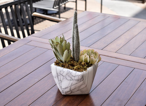 Single cactus plant for indoor decoration