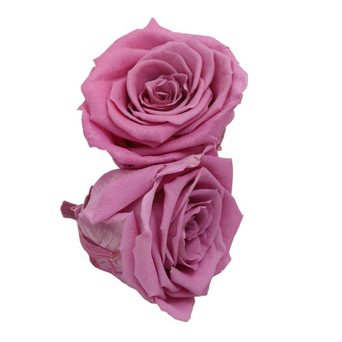 6CM Preserved Rose Flower