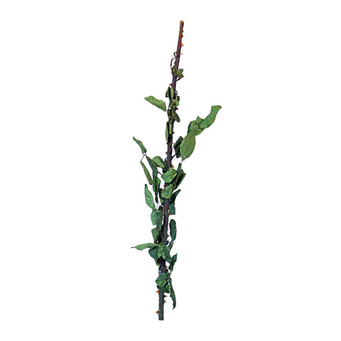 Dried Roseleaf Stem-D-ROSELEAF001