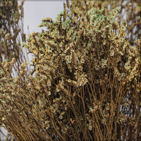 Dried Crystal Grass-Crystalgrass-S