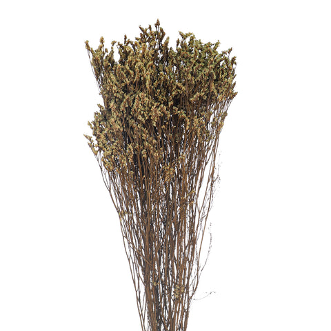 Dried Crystal Grass-Crystalgrass-S