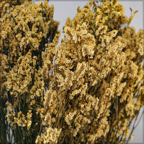 Dried Crystal Grass-Crystalgrass-S