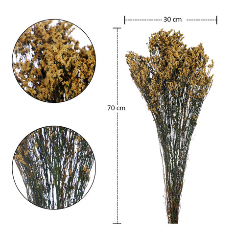 Dried Crystal Grass-Crystalgrass-S