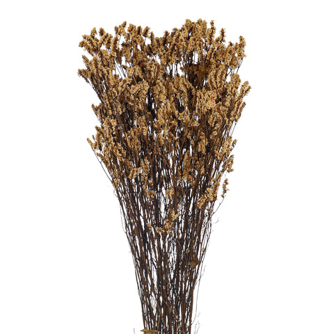 Dried Crystal Grass-Crystalgrass-S