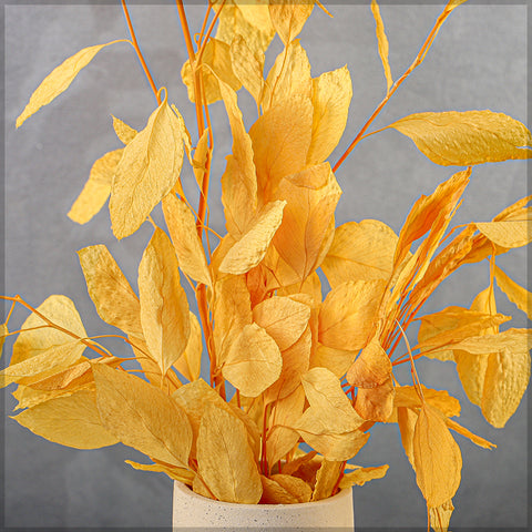 Preserved Dried Eucalyptus Populus Leaves