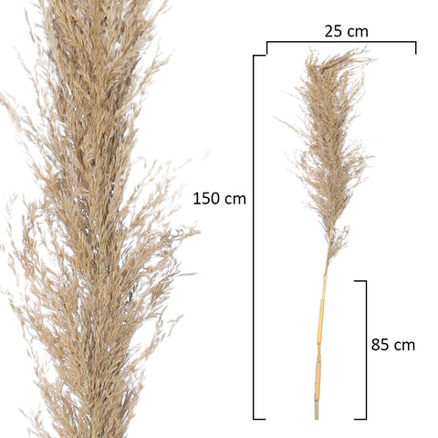 2pcs Natural Dried Pampas Grass