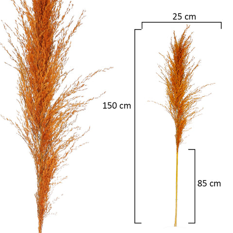 2pcs Natural Dried Pampas Grass