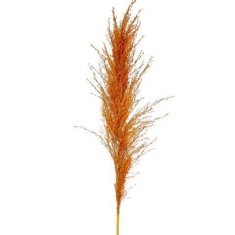 Natural Dried Pampas Grass