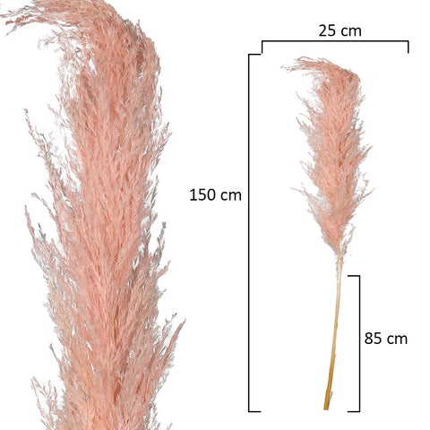 2pcs Natural Dried Pampas Grass