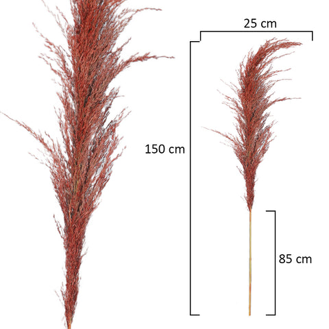 2pcs Natural Dried Pampas Grass