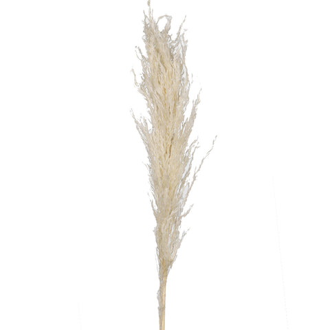 Natural Dried Pampas Grass