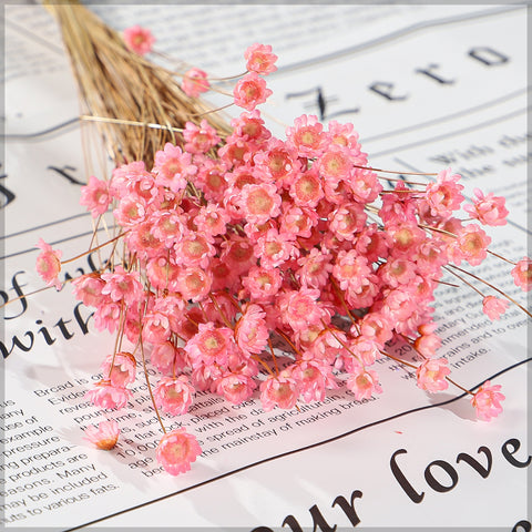 Natural Preserved Xeranthemum Flowers