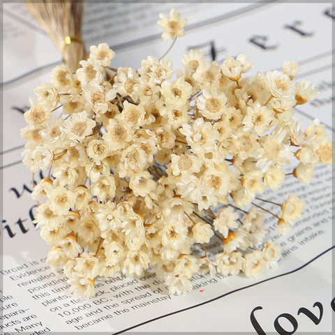 Natural Preserved Xeranthemum Flowers