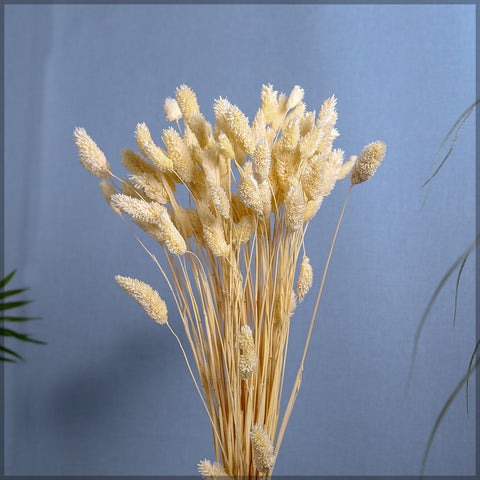 Dried Phalaris Grass