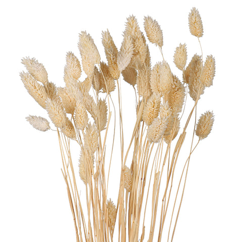 Dried Phalaris Grass