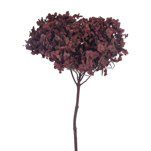 Natural Preserved Dried Hydrangea Flower