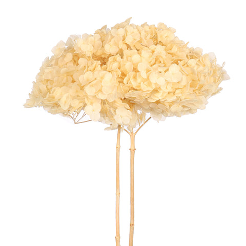 Natural Preserved Dried Hydrangea Flower