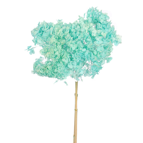 Natural Preserved Dried Hydrangea Flower