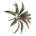 White cordyline fake plant for modern home styling