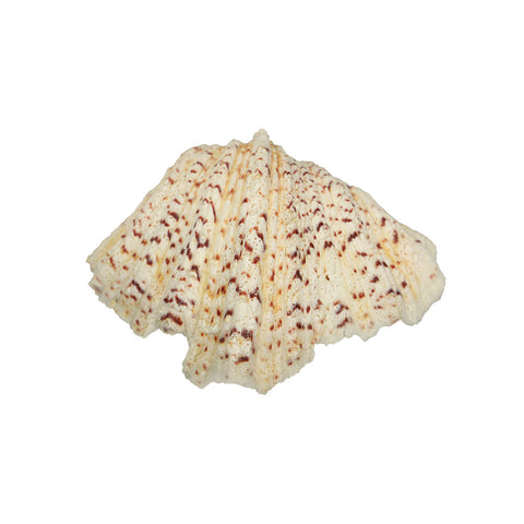 1 KG Natural Sea Shell-Shell-B