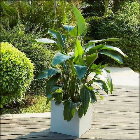 Modern square concrete planter