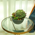 Beautiful red green rose succulent for indoor decoration