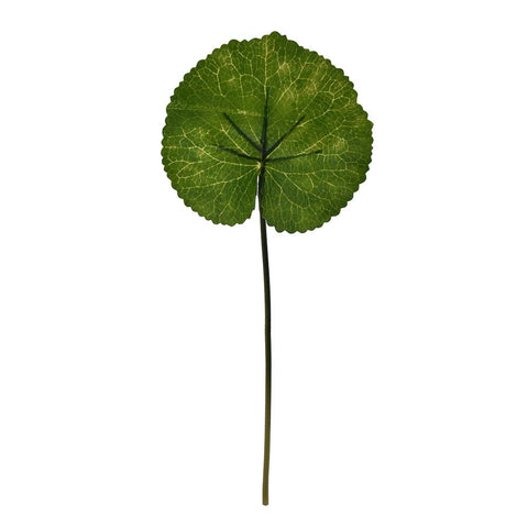 Artificial tropical leaves green