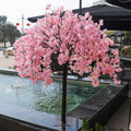 1.6 meter high pink cherry blossom tree