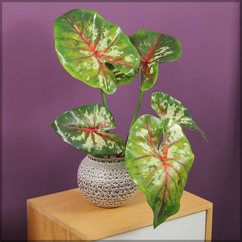 Decorative mini caladium plant for indoor planters and home decor