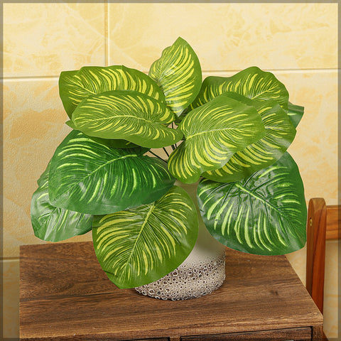 Mini calathea plant for enhancing home interiors