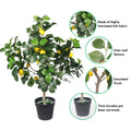 Faux lemon plant for stylish interiors