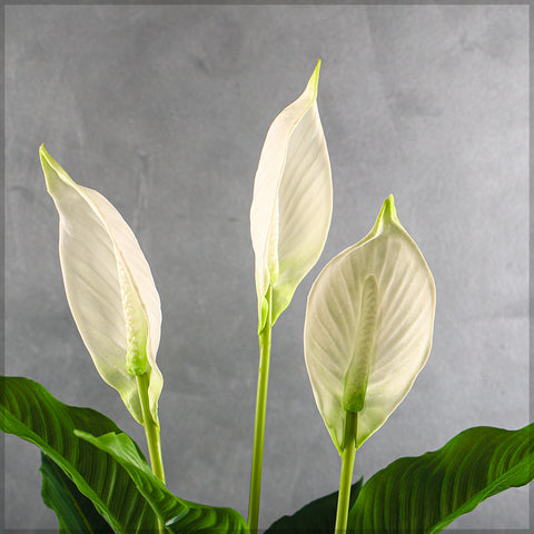 Artificial calla lily for stylish interior decoration in a modern home