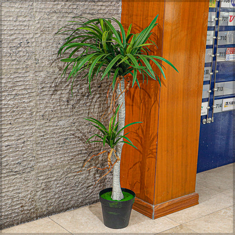 Potted Dracaena Draco Plant