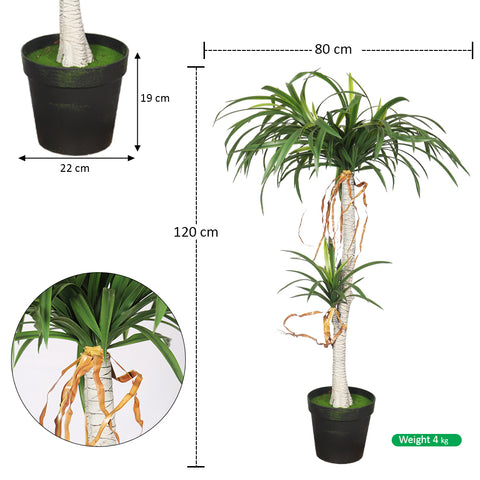 Potted Dracaena Draco Plant