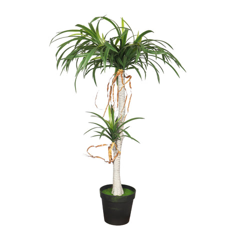 Potted Dracaena Draco Plant