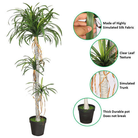 Potted Dracaena Draco Plant