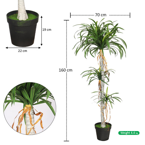 Potted Dracaena Draco Plant