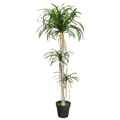 Potted Dracaena Draco Plant