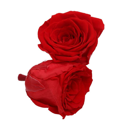 6CM Preserved Rose Flower